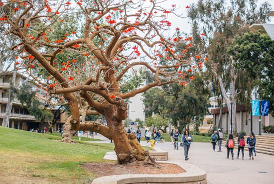 Tree in Revelle College